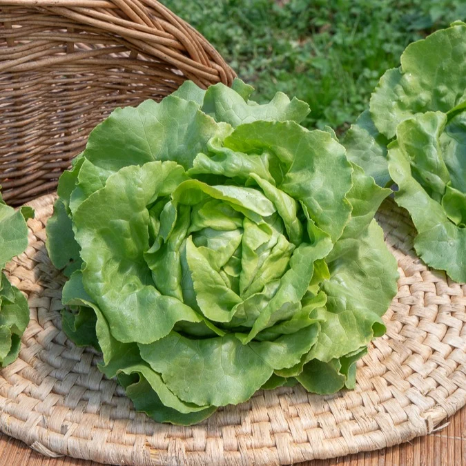 Kopfsalat Sylvesta