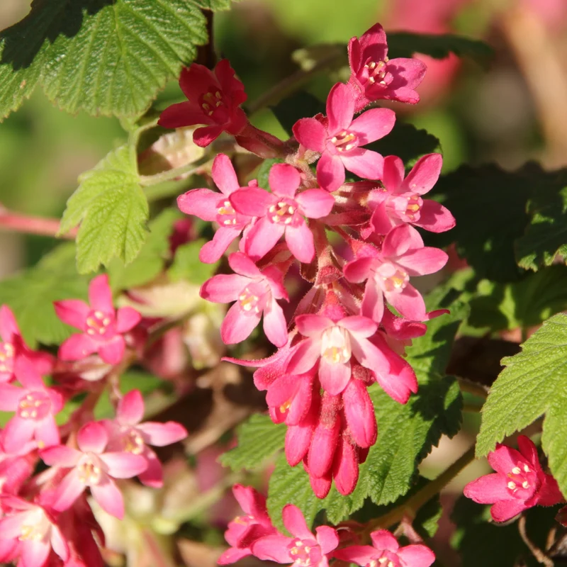 Blutjohannisbeere ‘King Edward VII’