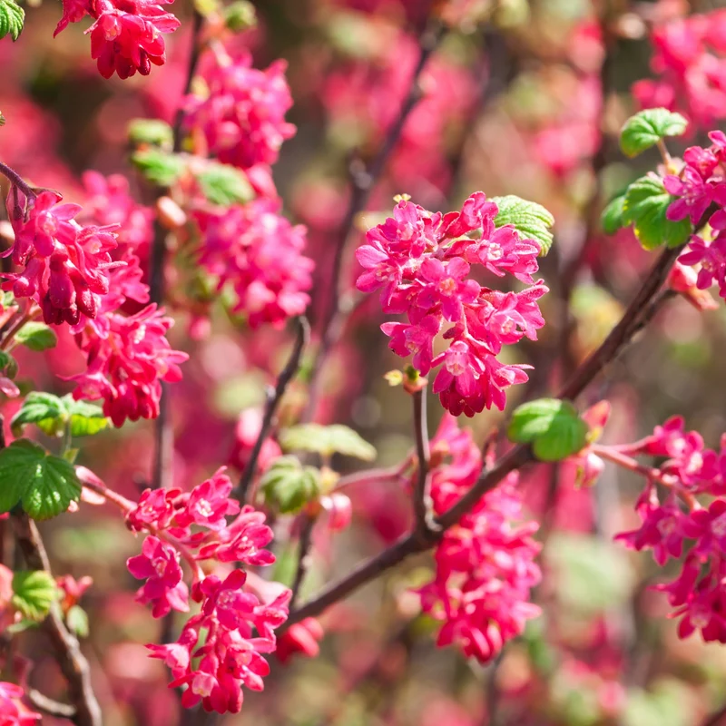 Blutjohannisbeere ‘King Edward VII’