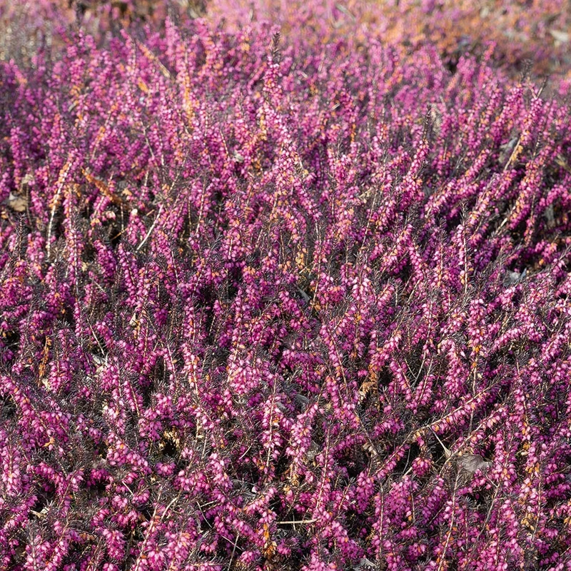 Winterheide 'Kramer's Rote'