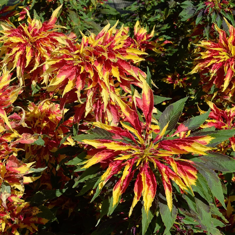 Essbare Amaranth 'Garden Select'