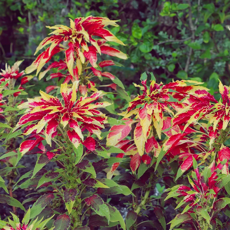 Essbare Amaranth 'Garden Select'