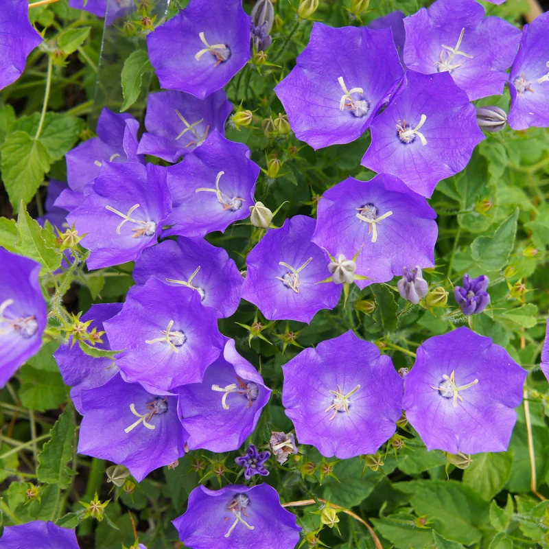 Blaue Karpaten-Glockenblume