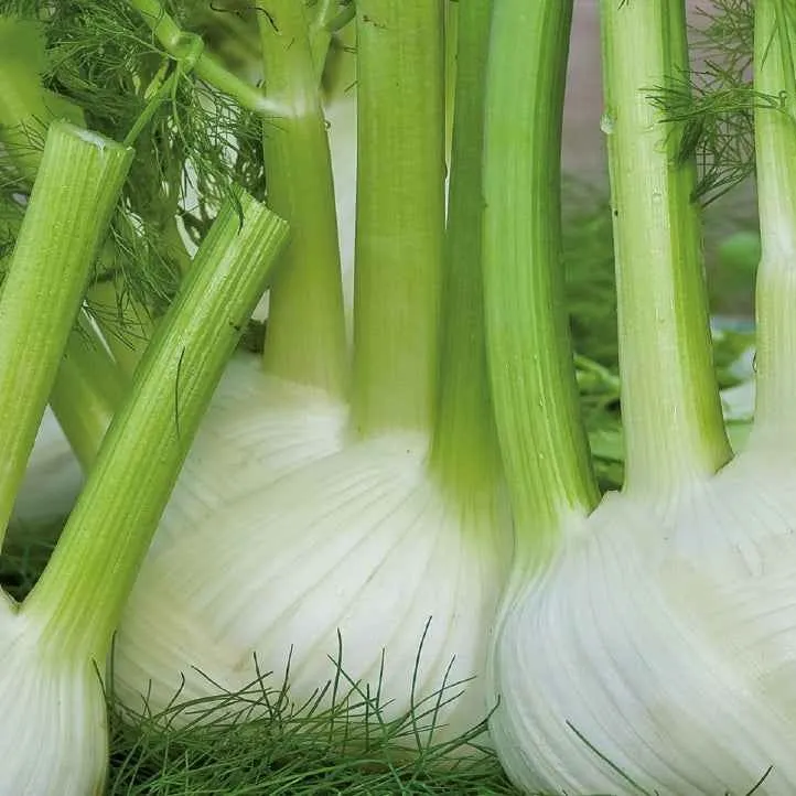 Knollenfenchel ‘Finale’ Bio