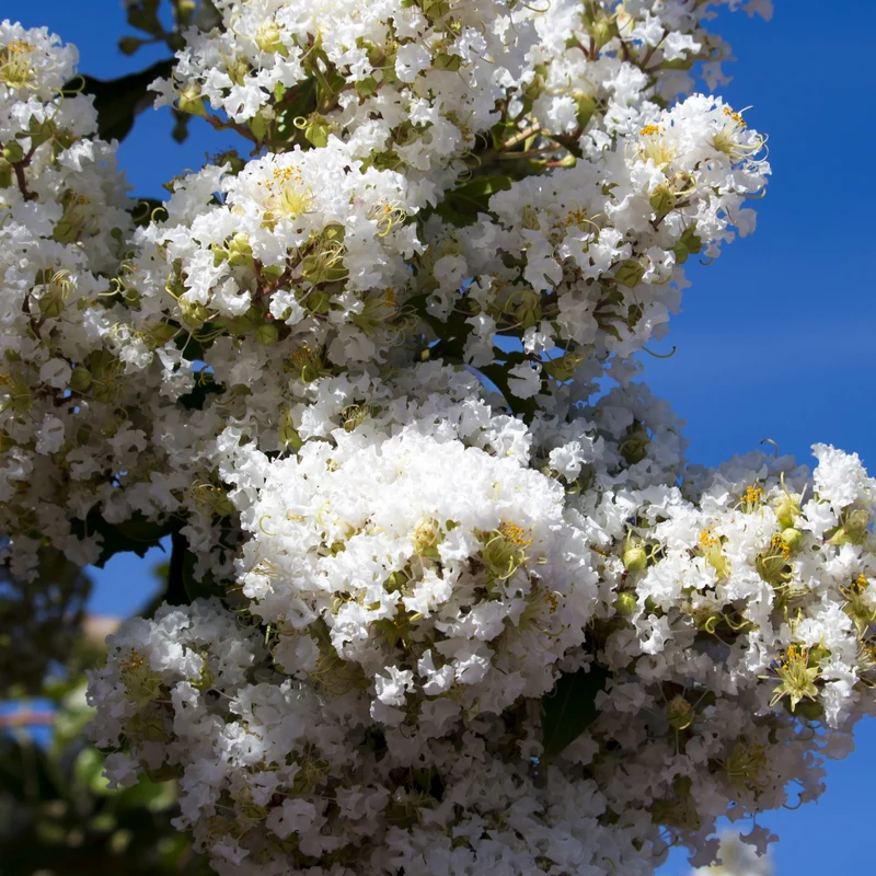 Lagerströmie ‘Neige d’Été’