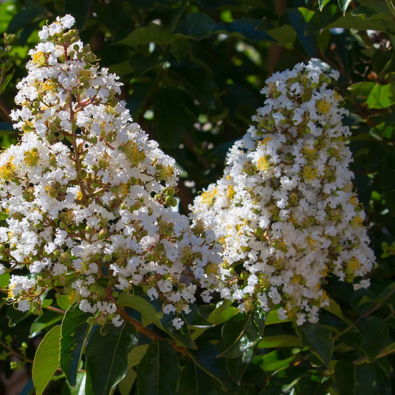 Lagerströmie ‘Neige d’Été’
