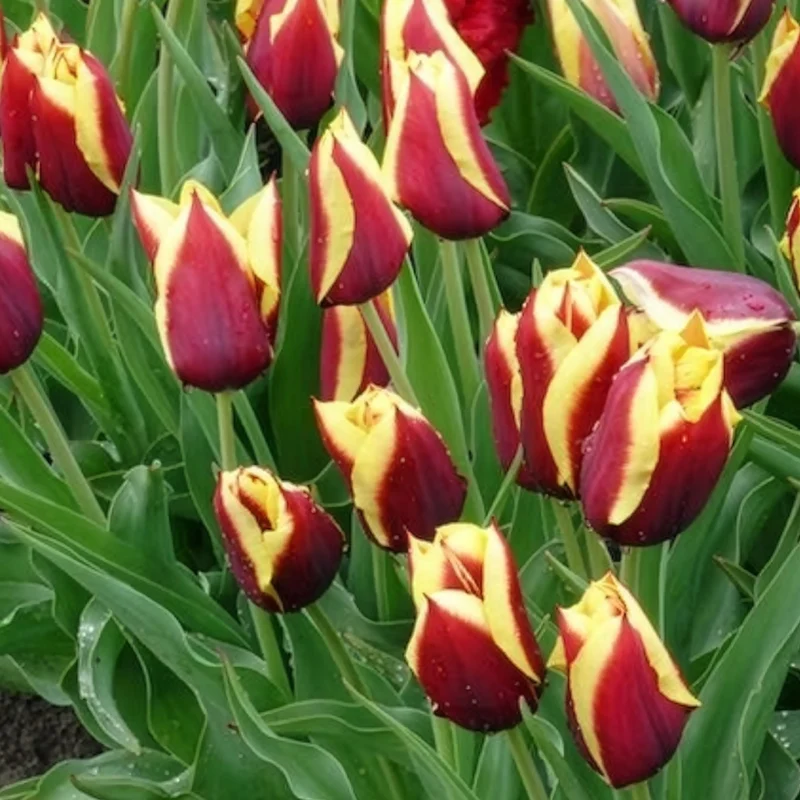 Tulpe 'Gavota' (x10)
