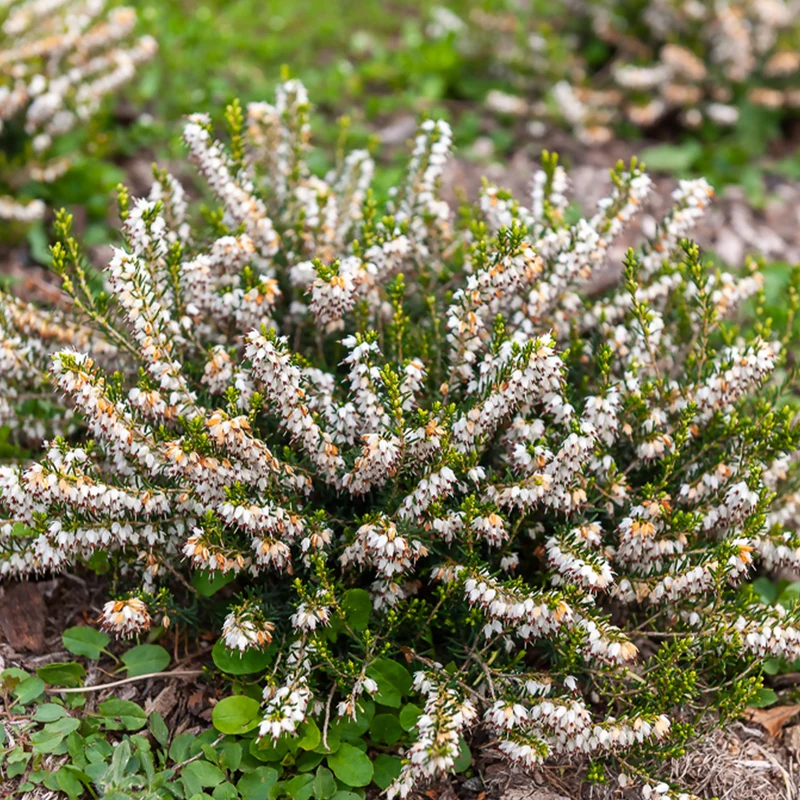 Winterheide White Glow
