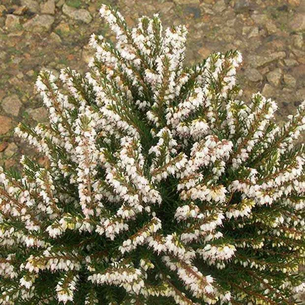 Winterheide White Glow