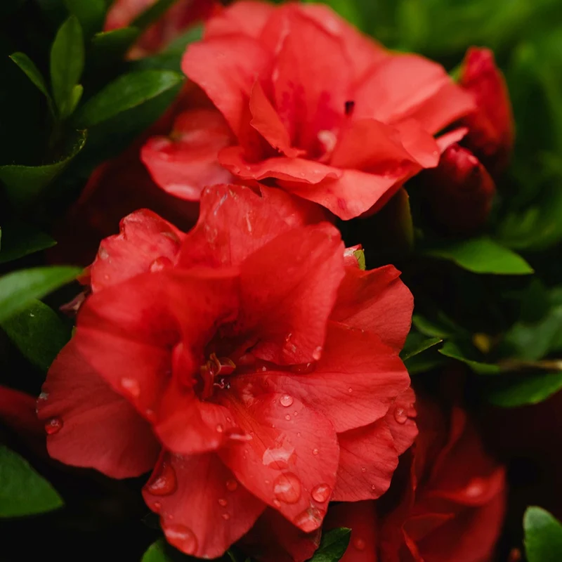 Japanische Azalee rot