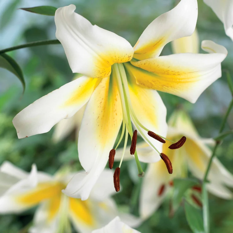 Lilien-Kollektion (x6)