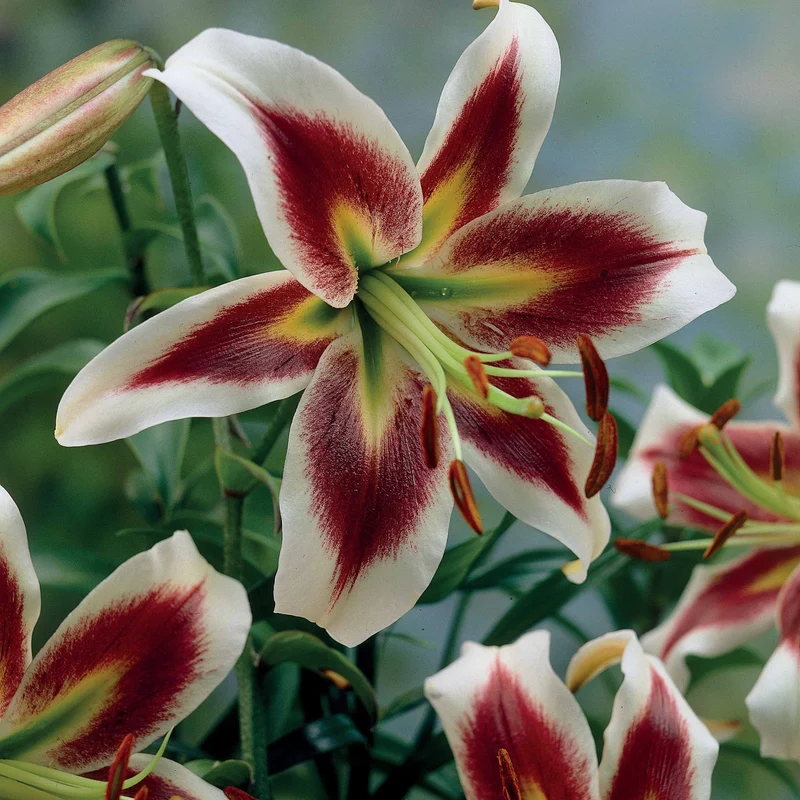 Lilien-Kollektion (x6)
