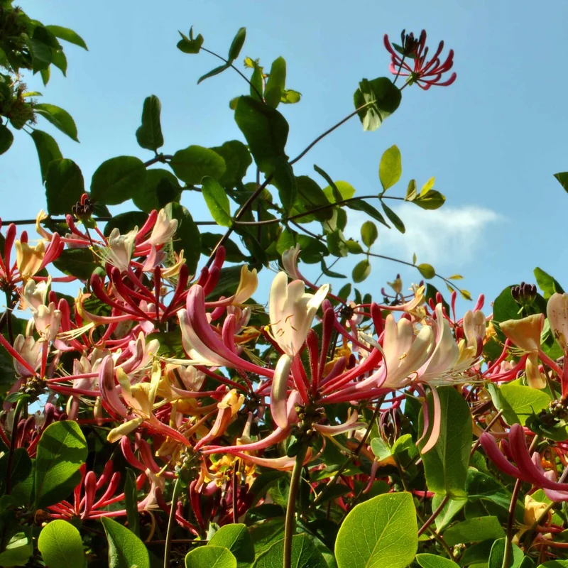Trompetenblume & Geißblatt Kollektion