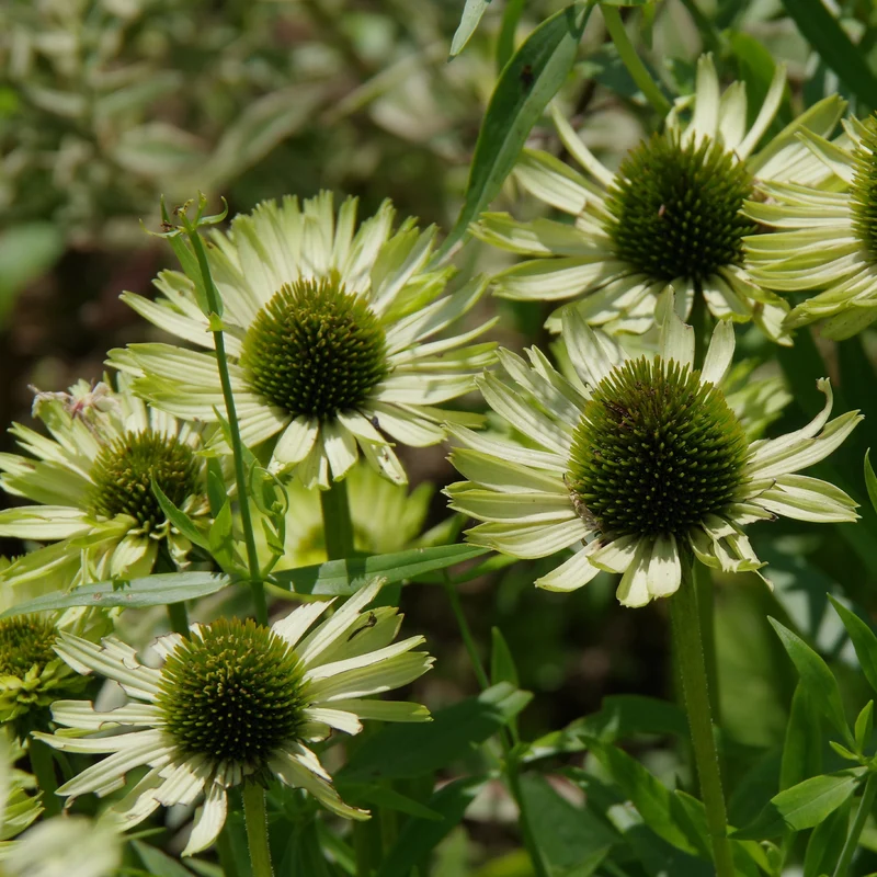 Sonnenhut ‘Green Jewel’