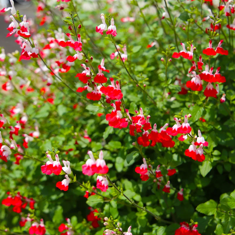 Salbei Hot Lips