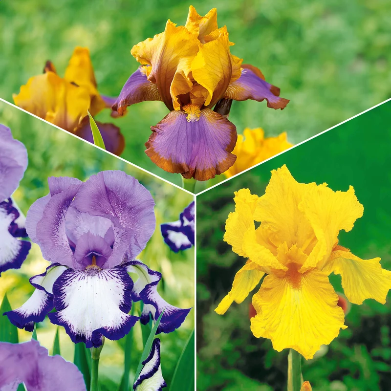 Sammlung von Garten-Iris: Lasso, Bordure, Sangreal. (x6)