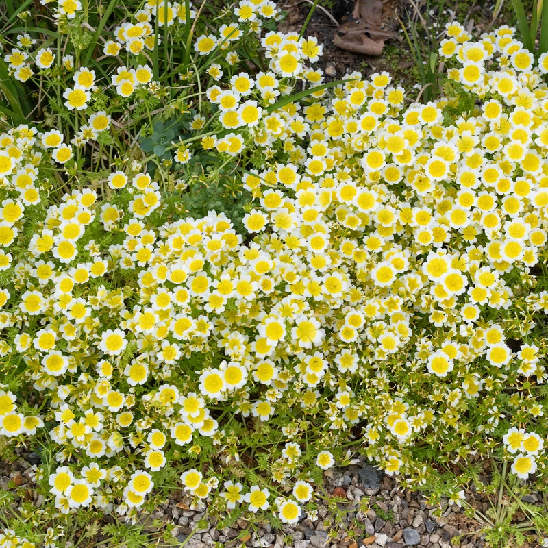 Douglas-Sumpfblume