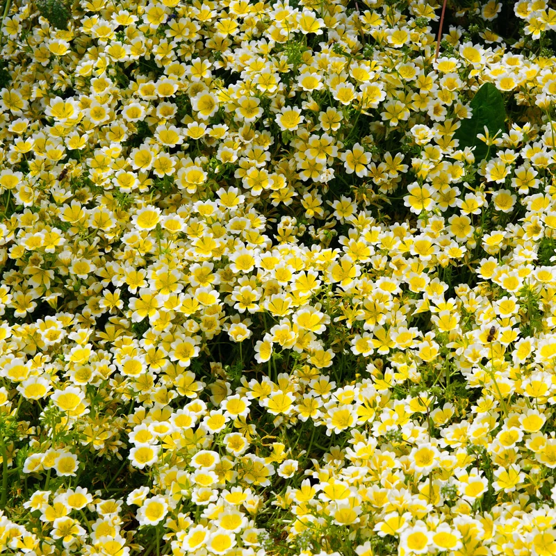 Douglas-Sumpfblume