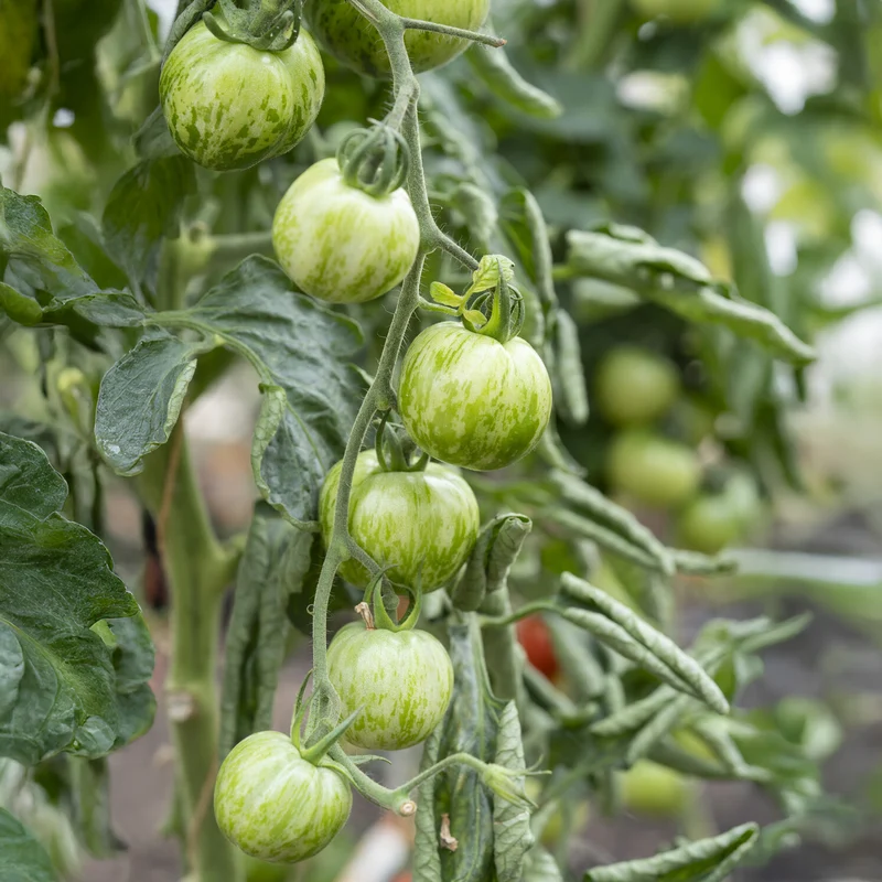 Tomate Green Zebra Pflanzen