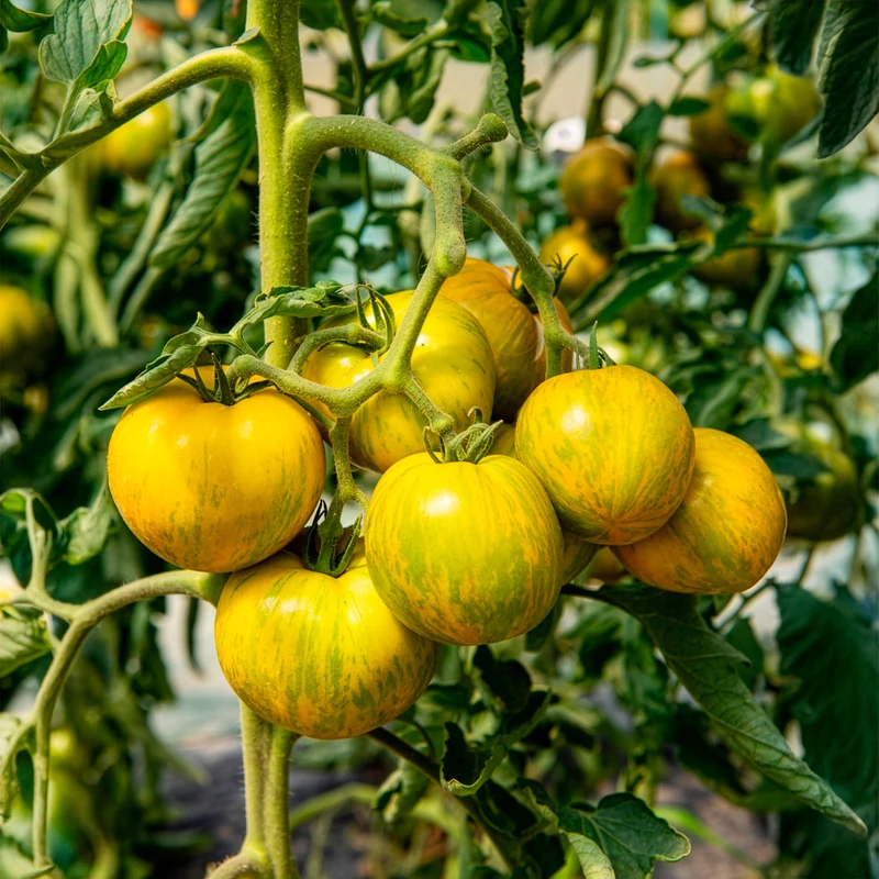 Tomate Green Zebra Pflanzen
