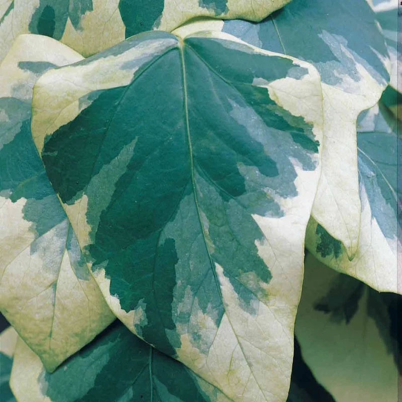 Kaukasus-Efeu ‘Dentata Variegata’