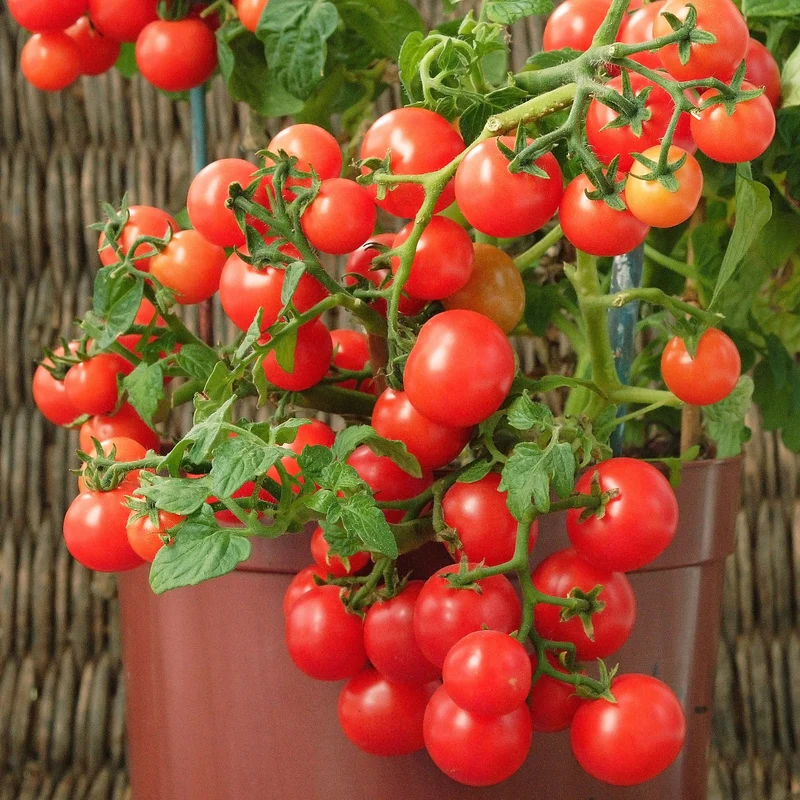 Cherrytomate ‘Minibel’