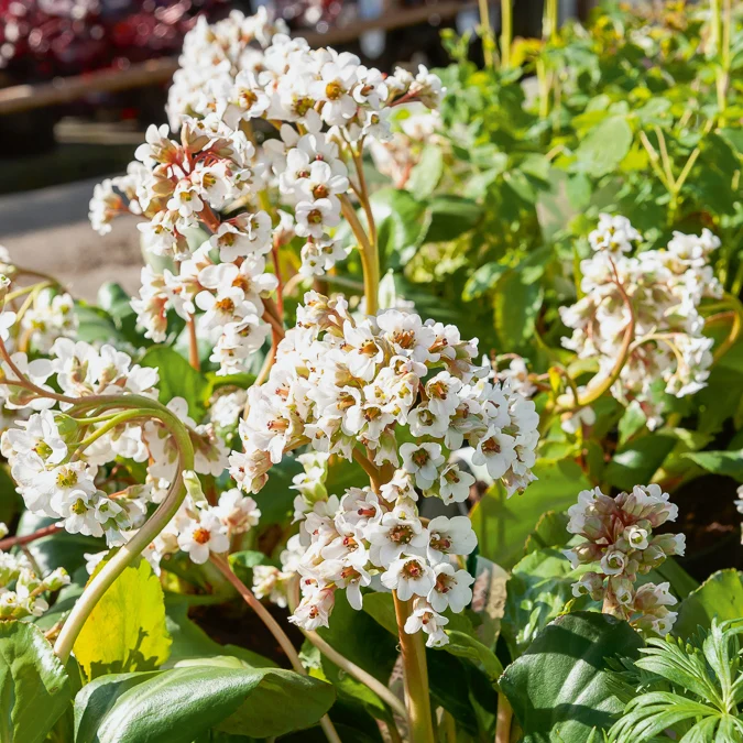 Bergenie ‘Silberlicht’