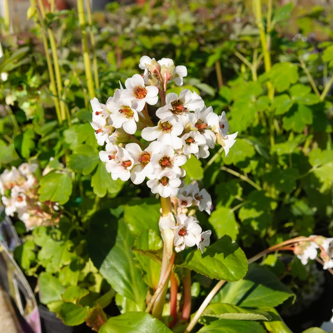 Bergenie ‘Silberlicht’