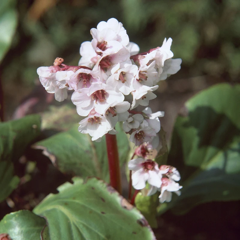 Bergenie ‘Silberlicht’