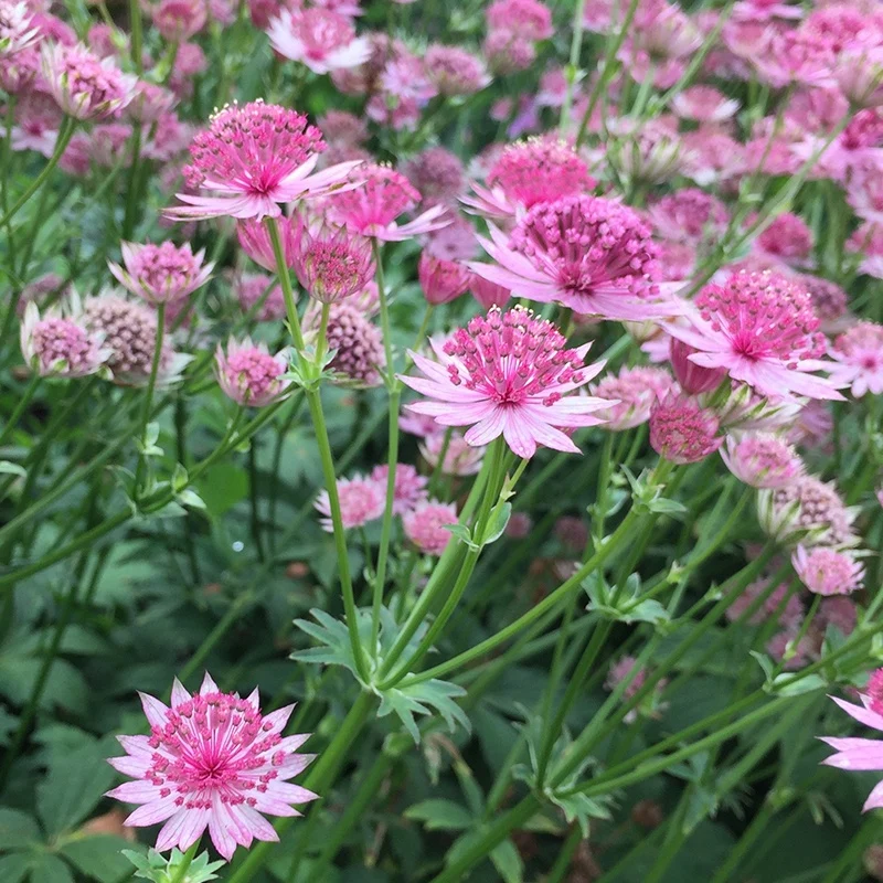 Sterndolden Mischung ‘Rosea’ & ‘Purple Joyce’ (x6)