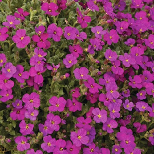 Blaukissen ‘Regado Red’