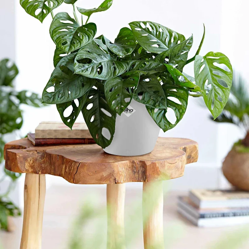 Philodendron Monstera Monkey Mask in weißem Blumentopf ELHO