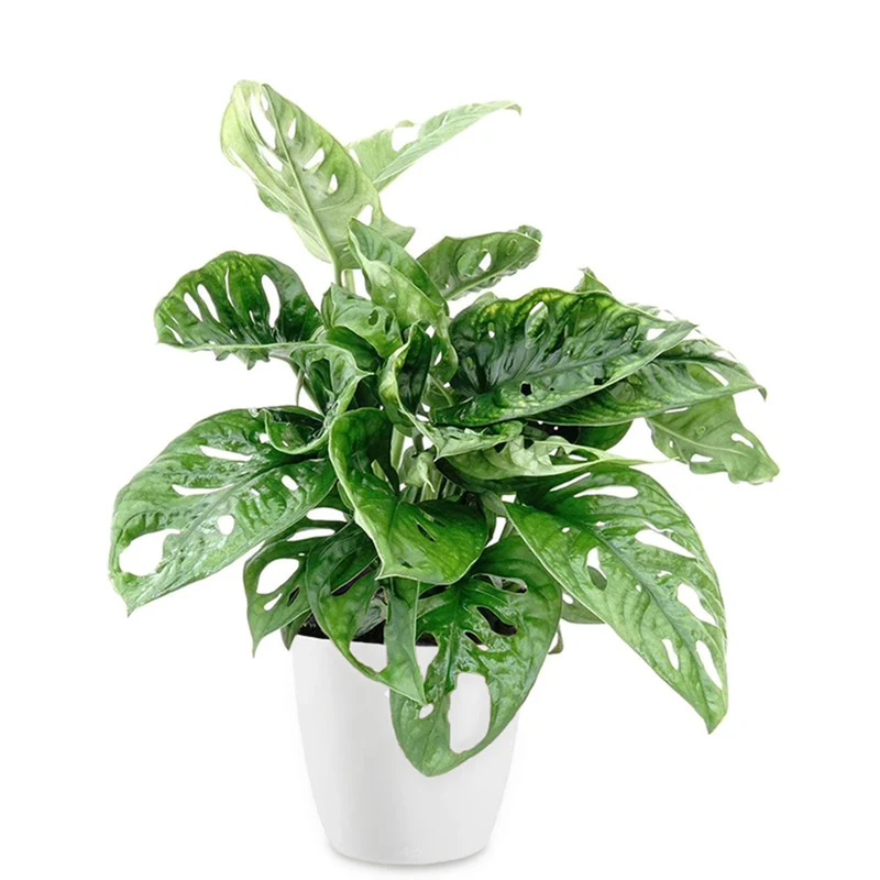 Philodendron Monstera Monkey Mask in weißem Blumentopf ELHO