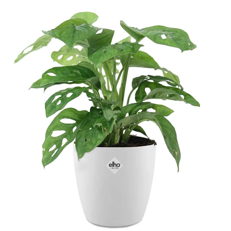 Philodendron Monstera Monkey Mask in weißem Blumentopf ELHO