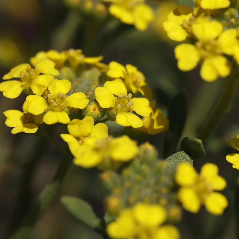 Steinkraut ‘Berggold’