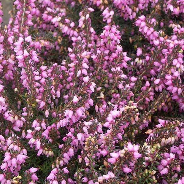 Winterheide ‘Spring Surprise’