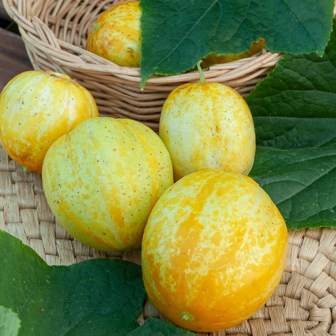 Zitronengurke ‘Lemon’