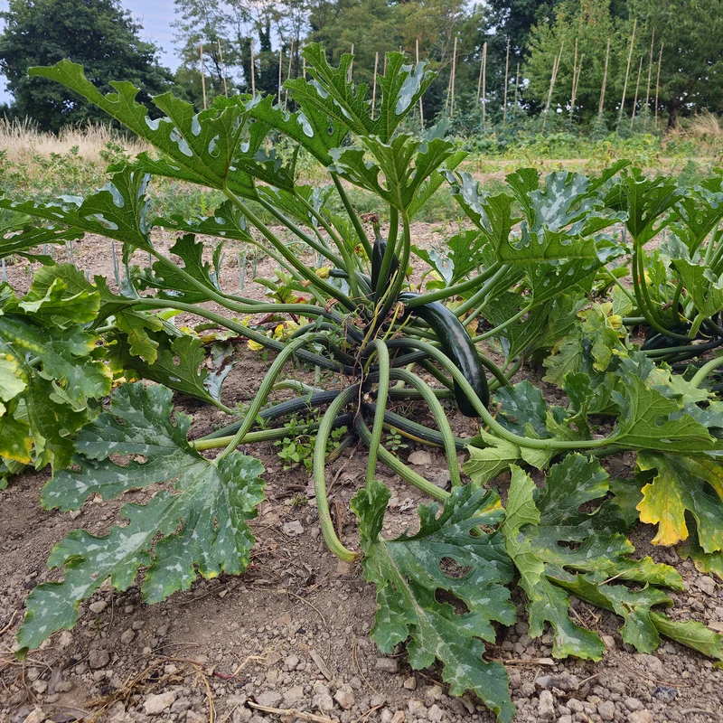 Zucchini 'Black Beauty'