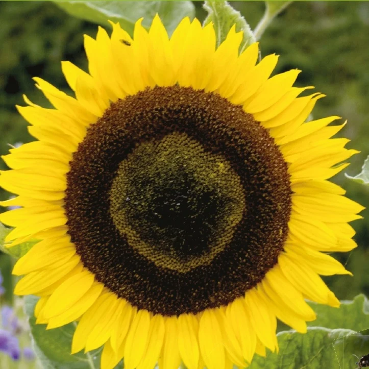 Sonnenblume 'Giganteus'