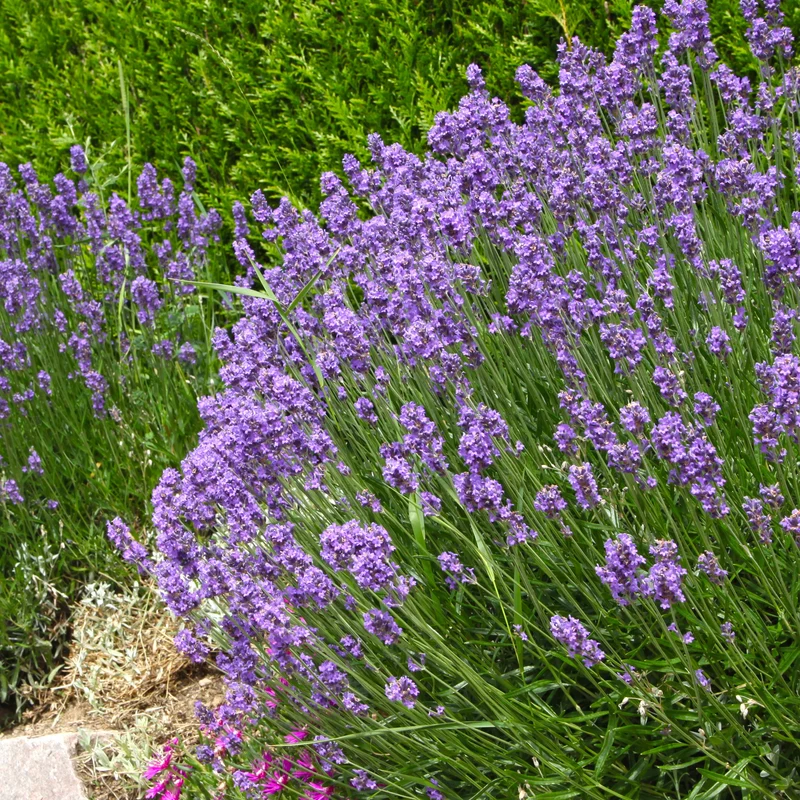 Stauden-Kollektion für modernes Outdoor-Design (x6)