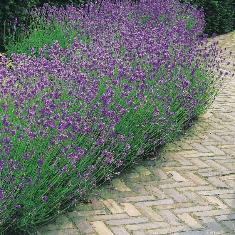 Stauden-Kollektion für modernes Outdoor-Design (x6)