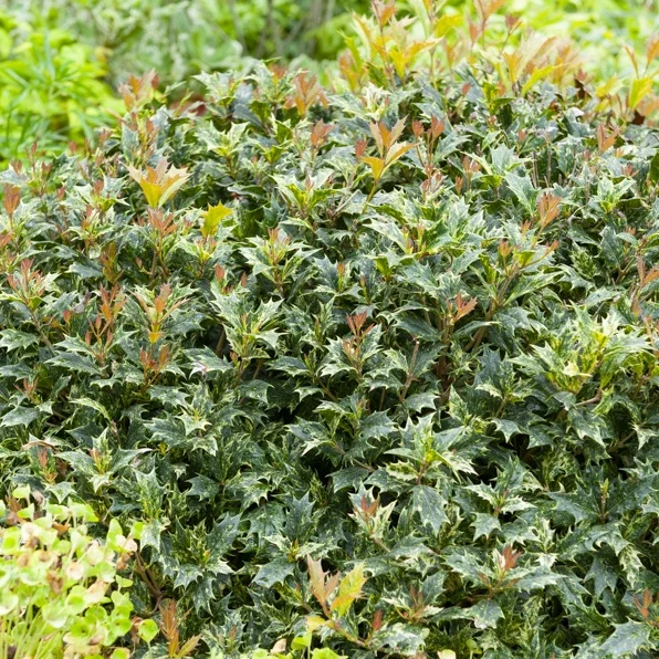 Osmanthus 'Goshiki' (buntlaubig)