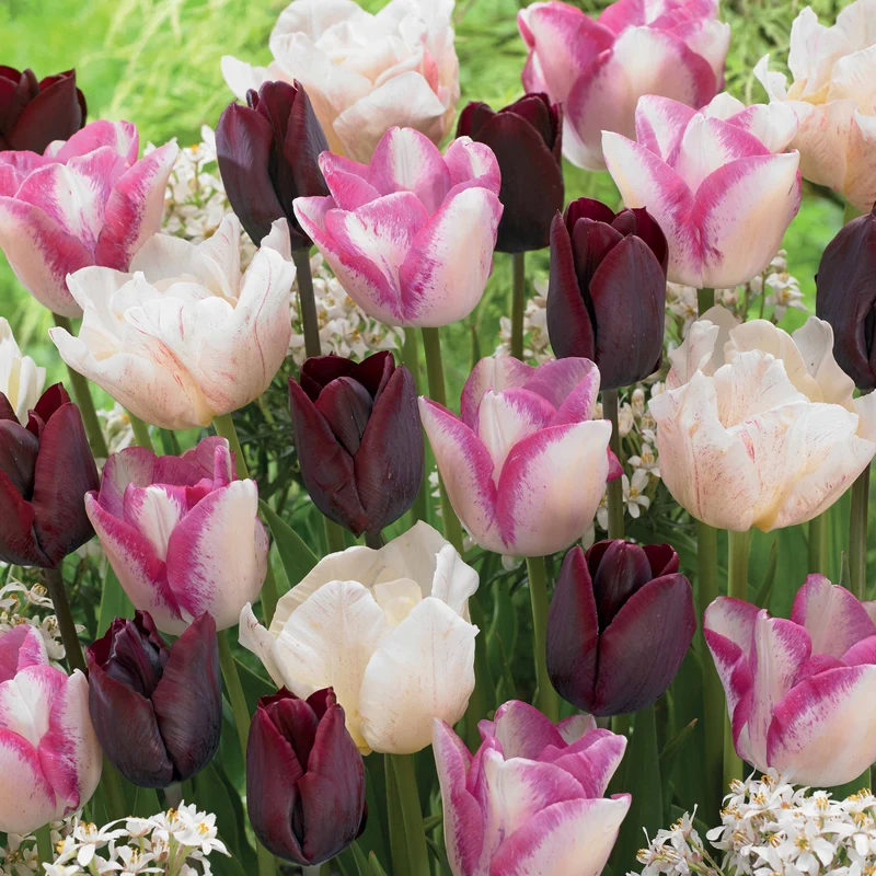 Langstielige Tulpen Mischung (x15)