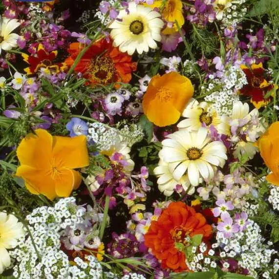 Halbhohe einjährige Sommerblumen Mischung für 6 m²