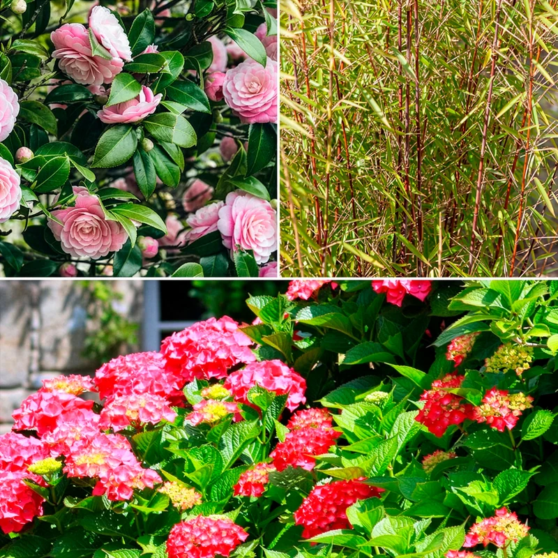 Schatten-Sträucher-Kollektion Hortensie, Kamelie, Bambus (x3)