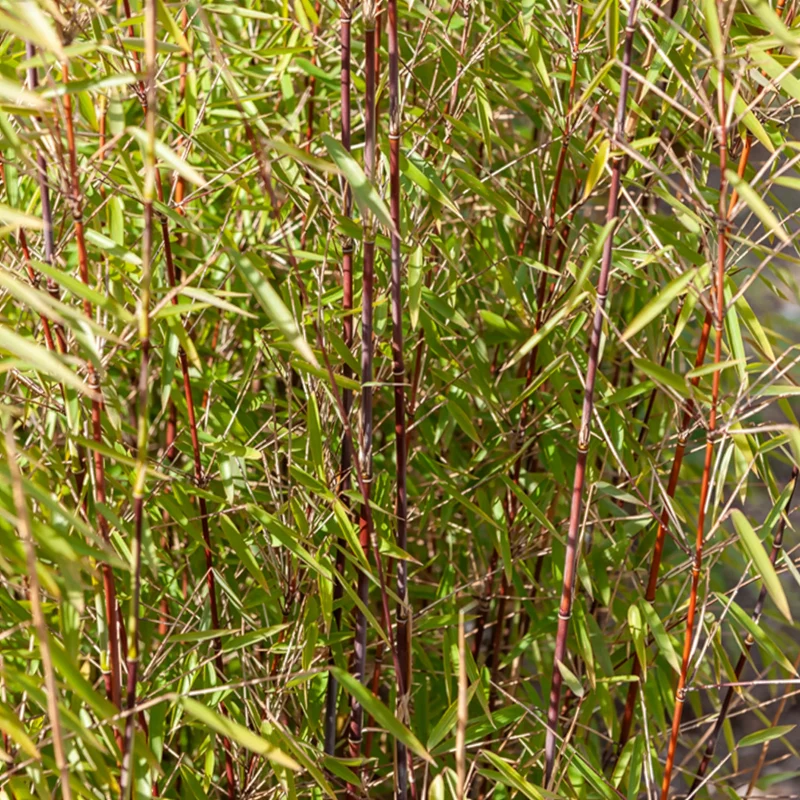 Schatten-Sträucher-Kollektion Hortensie, Kamelie, Bambus (x3)