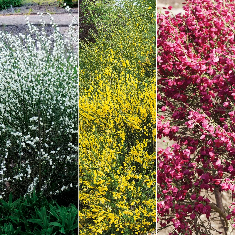 Farben Ginsterhecke weiß, rot und gelb (x3)