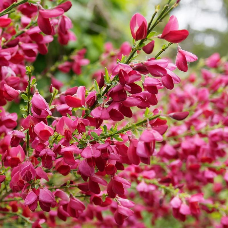 Farben Ginsterhecke weiß, rot und gelb (x3)