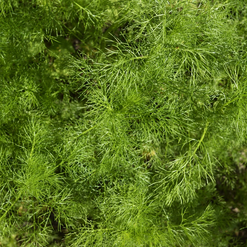 Dill Bouquet Compatto