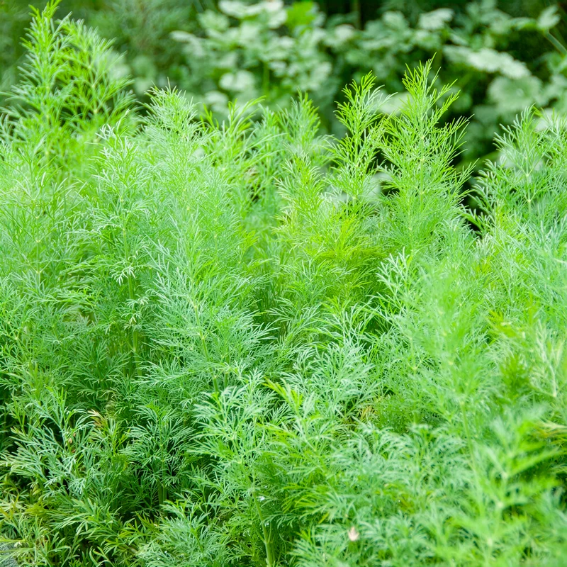 Dill Bouquet Compatto